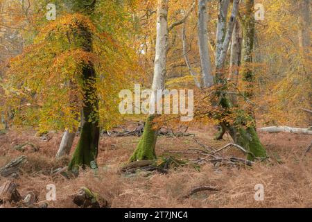 Herbstliche Waldszene in Bolderwood im New Forest National Park, Hampshire, England, Großbritannien, mit alten Buchen wechselnden Farben Stockfoto