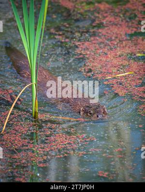 Ein Europäischer Otter (Lutra Lutra) schwimmt im See in seinem Gehege im British Wildlife Centre, Lingfield, Surrey, England, Großbritannien Stockfoto