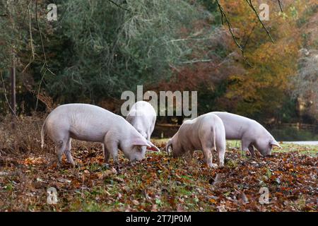 Hausschweine durchstreifen den New Forest im Herbst in der Pfannage Saison, um Eicheln und Nüsse zu essen (Eicheln sind giftig für Ponys), November, England, Großbritannien Stockfoto