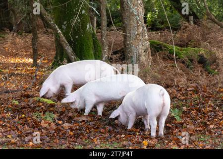 Pannage Season wenn Hausschweine im Herbst durch den New Forest ziehen, um Eicheln und Nüsse zu essen (Eicheln sind giftig für Ponys), November, England, Großbritannien Stockfoto