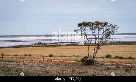 Lake Tyrrell im ländlichen Victoria, Australien Stockfoto
