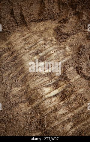 Entdeckung eines prähistorischen Skeletts im Sand Stockfoto