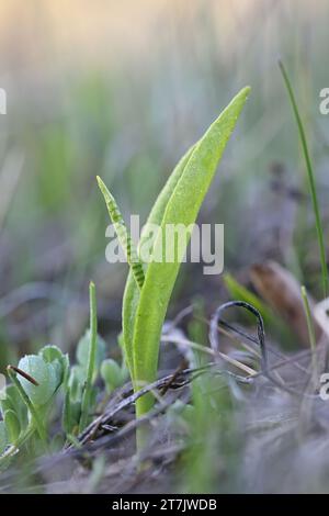 Ophioglossum vulgatum, allgemein bekannt als Adderzunge, Adderstongue oder Adderstongue Farn, Wildpflanze aus Finnland Stockfoto