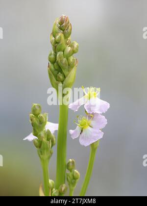 Alisma plantago-aquatica, allgemein bekannt als Wasserwegerich, großer Wasserwegerich oder Mad-Dog Unkraut, wilde Pflanze aus Finnland Stockfoto