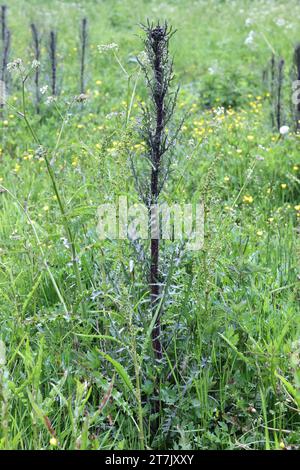 Marsh Thistle, Cirsium palustre, auch bekannt als European Sumamp Thistle oder Marsh Plume Thistle, Wildblütenpflanze aus Finnland Stockfoto