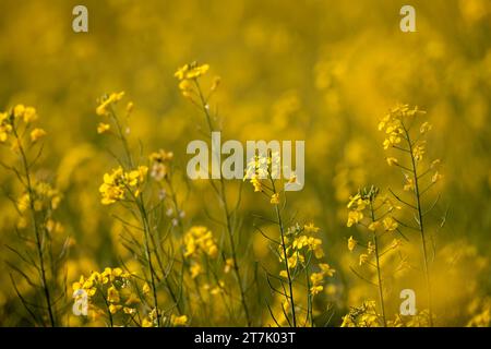 Feld mit gelben Senfblumen. Dieses Foto wurde aus Bangladesch gemacht. Stockfoto