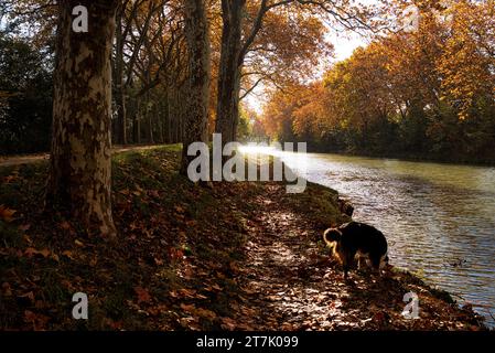 Die Ufer des Canal du Midi an einem sonnigen Herbstmorgen - les berges du Canal du midi par un matin d'automne ensoleillé pres de Castanet tolosan Stockfoto