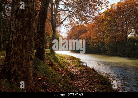 Die Ufer des Canal du Midi an einem sonnigen Herbstmorgen - les berges du Canal du midi par un matin d'automne ensoleillé pres de Castanet tolosan Stockfoto