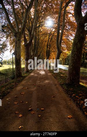 Die Ufer des Canal du Midi an einem sonnigen Herbstmorgen - les berges du Canal du midi par un matin d'automne ensoleillé pres de Castanet tolosan Stockfoto