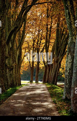 un pêcheur à la ligne sur les berges du Canal du Midi par un matin d'automne ein Angler am Ufer des Canal du Midi an einem sonnigen Herbst Stockfoto