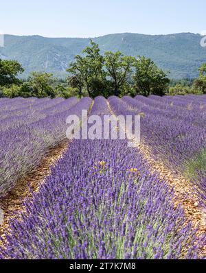 Lavendelfeld in der Nähe von Apt im Departement Vaucluse und in der Region Provence-Alpes-Côte d’Azur Stockfoto