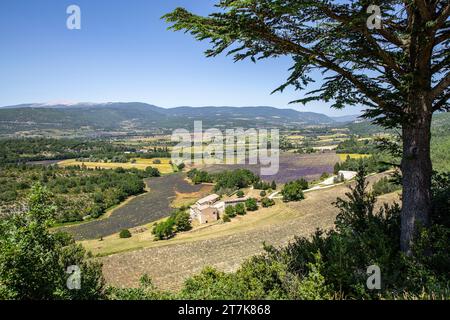 Landschaft bei Sault im Departement Vaucluse und in der Region Provence-Alpes-Côte d’Azur Stockfoto