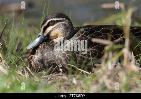 Eine wilde pazifische Schwarze Ente, die im Gras am Rand des Teichs nistet Stockfoto