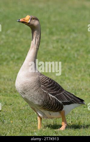 Graugans auf grünem Gras, im Park, in die Kamera schauen Stockfoto