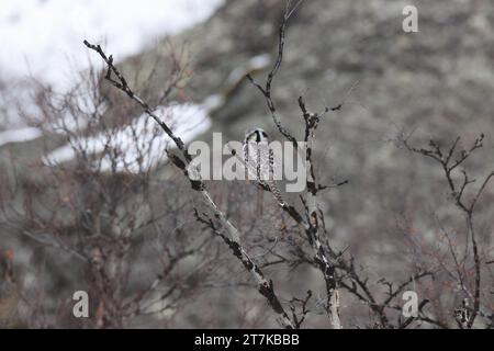 nördliche Falkenkauz oder nördliche Falkenkauz (Surnia ulula) Norwegen Stockfoto