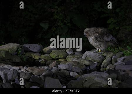 Blakistons Fischeule (Ketupa blakistoni) fischen bei Nacht Hokkaido Japan Stockfoto