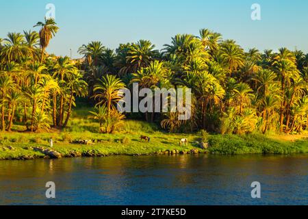 Kühe grasen am Ufer des Nils. Herrliche Landschaft. Sonnenuntergang. Assuan, Ägypten – 19. Oktober 2023 Stockfoto