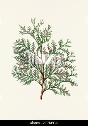 Botanische Vintage-Illustrationen von Tannenzapfen-Früchten. Platte aus einem botanischen Buch aus dem 19. Jahrhundert Stockfoto