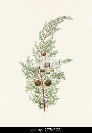 Botanische Vintage-Illustrationen von Tannenzapfen-Früchten. Platte aus einem botanischen Buch aus dem 19. Jahrhundert Stockfoto