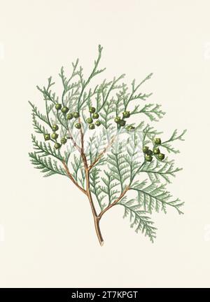 Botanische Vintage-Illustrationen von Tannenzapfen-Früchten. Platte aus einem botanischen Buch aus dem 19. Jahrhundert Stockfoto