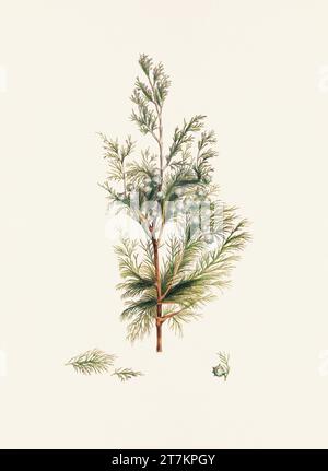 Botanische Vintage-Illustrationen von Tannenzapfen-Früchten. Platte aus einem botanischen Buch aus dem 19. Jahrhundert Stockfoto