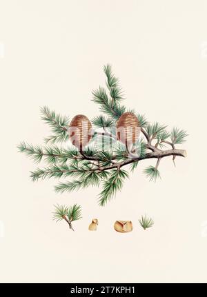 Botanische Vintage-Illustrationen von Tannenzapfen-Früchten. Platte aus einem botanischen Buch aus dem 19. Jahrhundert Stockfoto