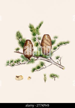Botanische Vintage-Illustrationen von Tannenzapfen-Früchten. Platte aus einem botanischen Buch aus dem 19. Jahrhundert Stockfoto