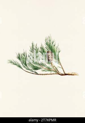 Botanische Vintage-Illustrationen von Tannenzapfen-Früchten. Platte aus einem botanischen Buch aus dem 19. Jahrhundert Stockfoto