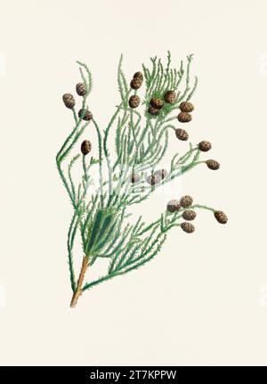 Botanische Vintage-Illustrationen von Tannenzapfen-Früchten. Platte aus einem botanischen Buch aus dem 19. Jahrhundert Stockfoto