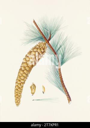 Botanische Vintage-Illustrationen von Tannenzapfen-Früchten. Platte aus einem botanischen Buch aus dem 19. Jahrhundert Stockfoto