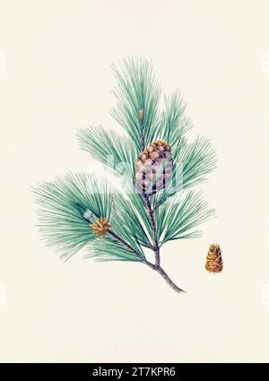 Botanische Vintage-Illustrationen von Tannenzapfen-Früchten. Platte aus einem botanischen Buch aus dem 19. Jahrhundert Stockfoto