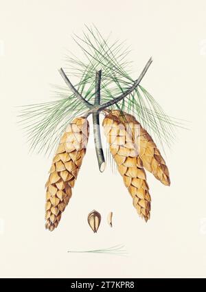Botanische Vintage-Illustrationen von Tannenzapfen-Früchten. Platte aus einem botanischen Buch aus dem 19. Jahrhundert Stockfoto