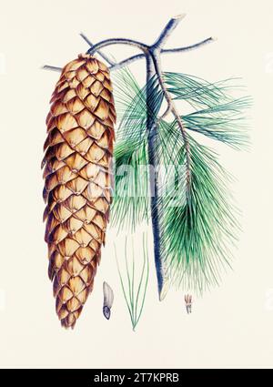 Botanische Vintage-Illustrationen von Tannenzapfen-Früchten. Platte aus einem botanischen Buch aus dem 19. Jahrhundert Stockfoto