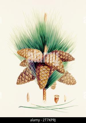 Botanische Vintage-Illustrationen von Tannenzapfen-Früchten. Platte aus einem botanischen Buch aus dem 19. Jahrhundert Stockfoto