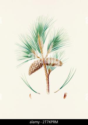 Botanische Vintage-Illustrationen von Tannenzapfen-Früchten. Platte aus einem botanischen Buch aus dem 19. Jahrhundert Stockfoto