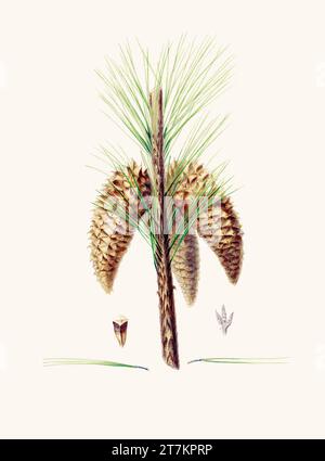 Botanische Vintage-Illustrationen von Tannenzapfen-Früchten. Platte aus einem botanischen Buch aus dem 19. Jahrhundert Stockfoto