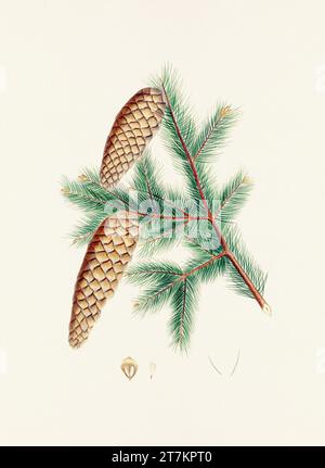 Botanische Vintage-Illustrationen von Tannenzapfen-Früchten. Platte aus einem botanischen Buch aus dem 19. Jahrhundert Stockfoto