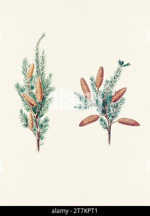 Botanische Vintage-Illustrationen von Tannenzapfen-Früchten. Platte aus einem botanischen Buch aus dem 19. Jahrhundert Stockfoto