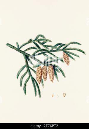 Botanische Vintage-Illustrationen von Tannenzapfen-Früchten. Platte aus einem botanischen Buch aus dem 19. Jahrhundert Stockfoto
