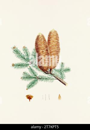 Botanische Vintage-Illustrationen von Tannenzapfen-Früchten. Platte aus einem botanischen Buch aus dem 19. Jahrhundert Stockfoto