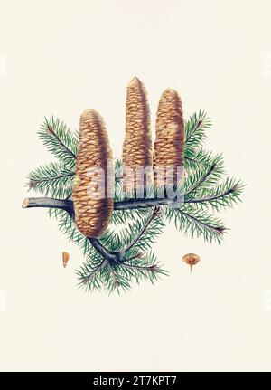 Botanische Vintage-Illustrationen von Tannenzapfen-Früchten. Platte aus einem botanischen Buch aus dem 19. Jahrhundert Stockfoto