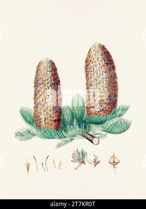 Botanische Vintage-Illustrationen von Tannenzapfen-Früchten. Platte aus einem botanischen Buch aus dem 19. Jahrhundert Stockfoto