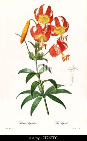 Alte Illustration der Türkenkappenlilie (Lilium superbum). Les Liliacées, von P. J. Redouté. Impr. Didot Jeune, Paris, 1805 - 1816 Stockfoto