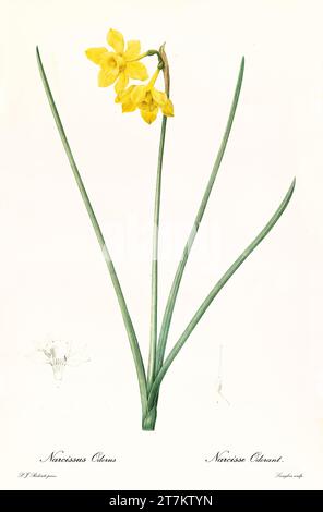 Alte Illustration des Narzisse-Geruchs. Les Liliacées, von P. J. Redouté. Impr. Didot Jeune, Paris, 1805 - 1816 Stockfoto