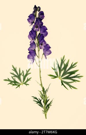 Aconitum napellus „Monkshood“ Stockfoto