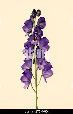 Aconitum napellus „Monkshood“ Stockfoto