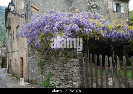 Blauregen, Chinesischer Blauregen, Chinesische Wisteria, Wisterie, Glyzine, Glyzinie, Glycin, Glycinie, Wisteria sinensis, Chinesische Glyzinien, La Glyci Stockfoto