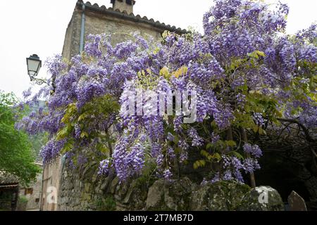 Blauregen, Chinesischer Blauregen, Chinesische Wisteria, Wisterie, Glyzine, Glyzinie, Glycin, Glycinie, Wisteria sinensis, Chinesische Glyzinien, La Glyci Stockfoto