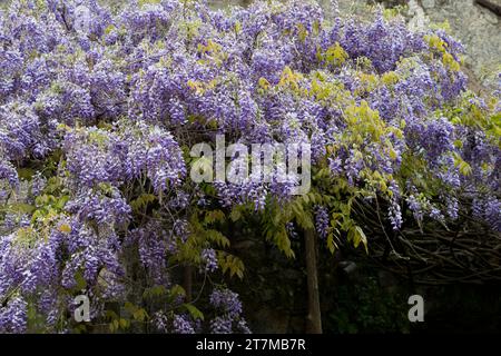 Blauregen, Chinesischer Blauregen, Chinesische Wisteria, Wisterie, Glyzine, Glyzinie, Glycin, Glycinie, Wisteria sinensis, Chinesische Glyzinien, La Glyci Stockfoto