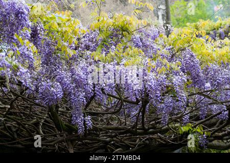 Blauregen, Chinesischer Blauregen, Chinesische Wisteria, Wisterie, Glyzine, Glyzinie, Glycin, Glycinie, Wisteria sinensis, Chinesische Glyzinien, La Glyci Stockfoto